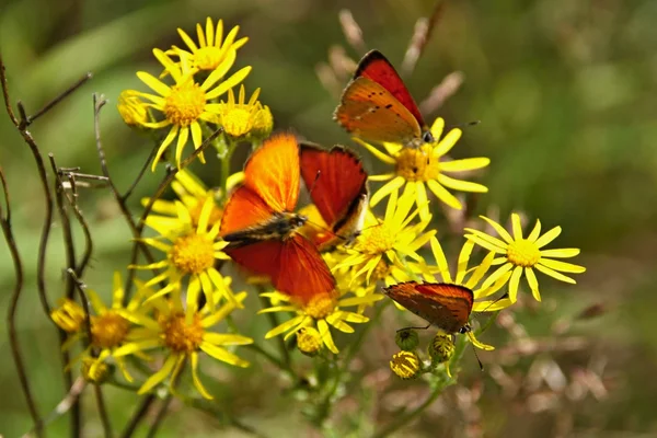 Muitas borboletas vermelhas em flores amarelas — Fotografia de Stock