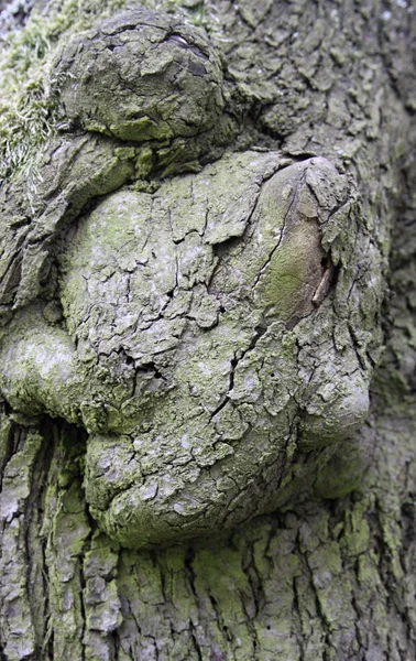 Background of tree bark — Stock Photo, Image