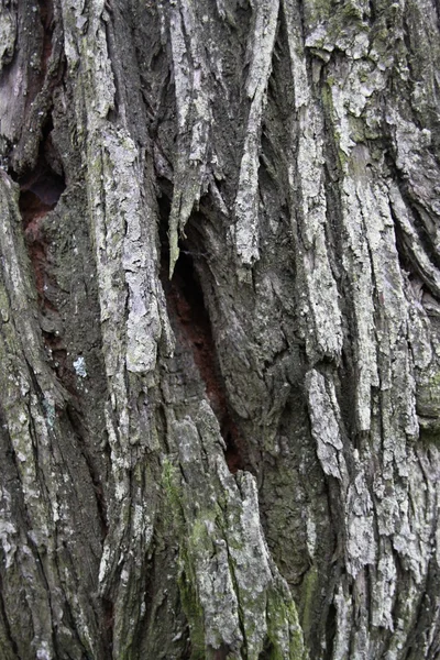 Bakgrund av trädet bark textur — Stockfoto