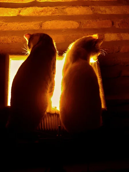 两只猫和日落 — 图库照片