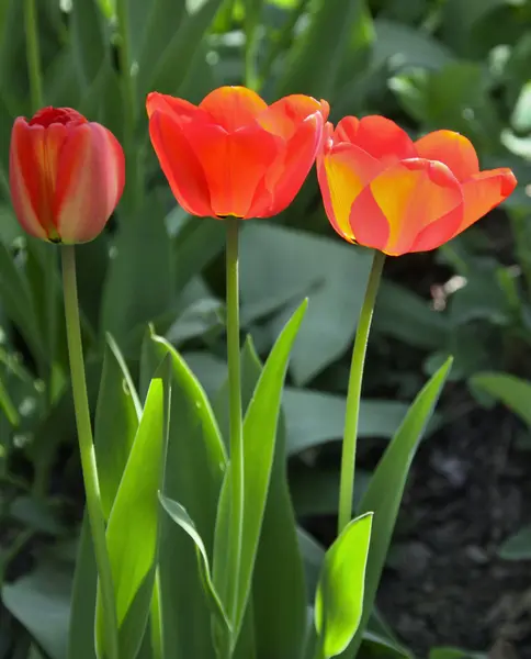 Three red and yellow tulips — Stock Photo, Image