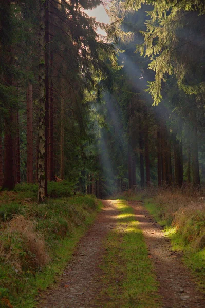 Pfad im Wald Stockbild