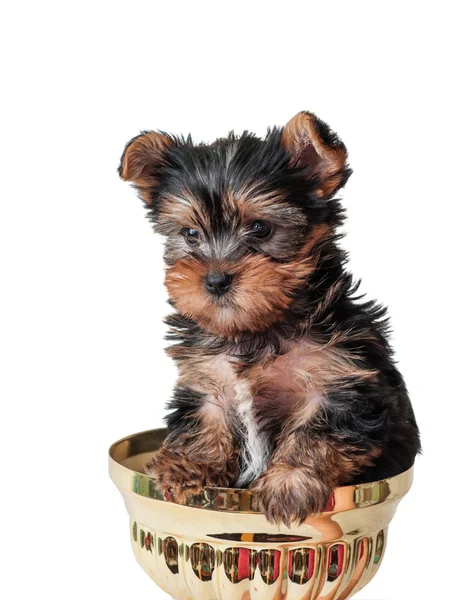 Filhote de cachorro Yorkshire terrier de perto — Fotografia de Stock