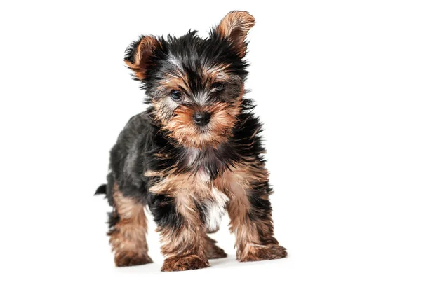 Szczenię Yorkshire terrier z bliska — Zdjęcie stockowe