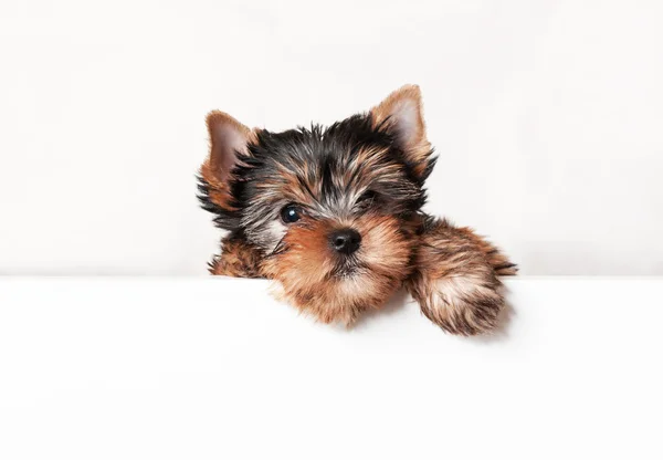 Puppy Yorkshire terrier — Stock Photo, Image