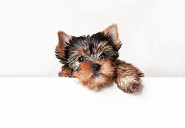 Cucciolo yorkshire terrier — Foto Stock