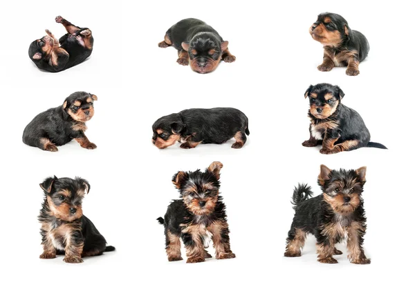 Stages of growth puppy yorkshire terrier — Stock Photo, Image