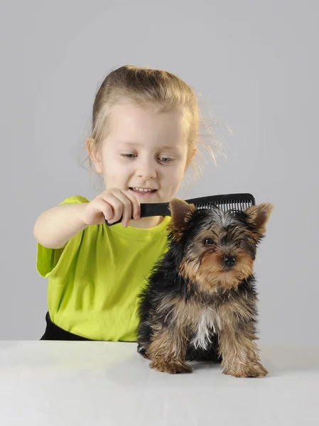 Little girl is combing the dog — Stock Photo, Image