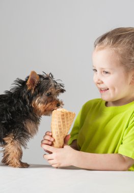  Mutlu küçük kız yorkshire terrier besleme