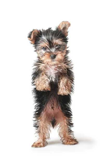 Little puppy standing — Stock Photo, Image