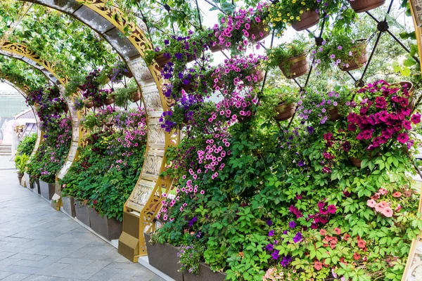 Pergola ile çiçek açan çiçekler