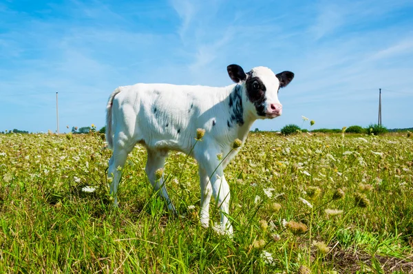 Calf on the green pasture — Stock Photo, Image