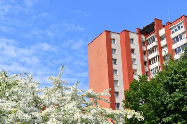 Bir bahar günü, bir yerleşim yerinin önündeki güzel çiçek açan bir ağaç.