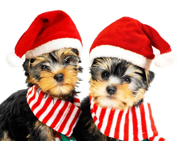 Két kiskutya piros Santa kalap — Stock Fotó