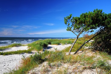 Sunny beach of the Baltic sea clipart