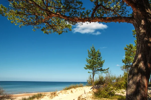 Sunny beach of the Baltic sea — Stock Photo, Image