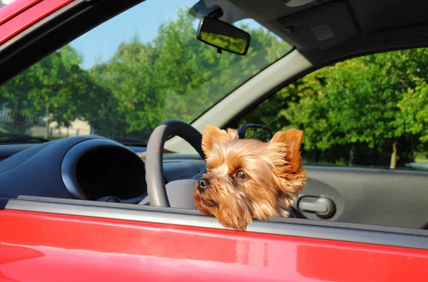 Chien dans la voiture — Photo