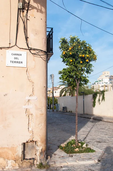 Orangenbäume in der alten Stadt.Mallorca — Stockfoto