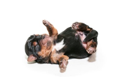 Yeni doğan yorkshire köpek yavrusu