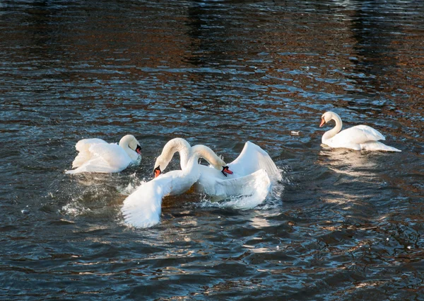 Mute swans fighting. — Stock Photo, Image