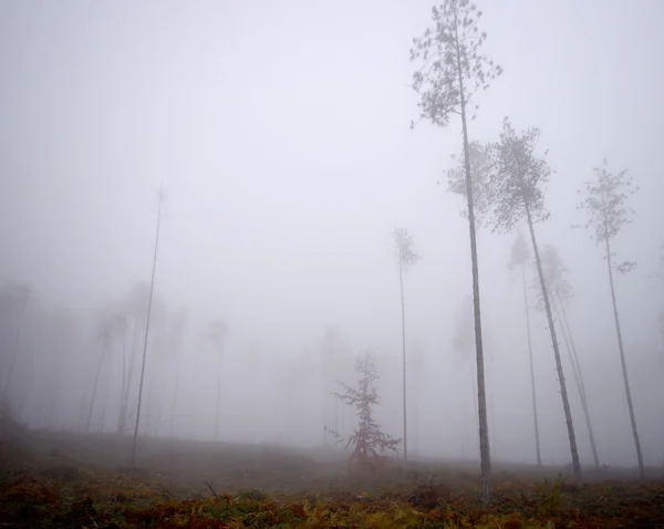 Foggy matin dans une forêt. — Photo