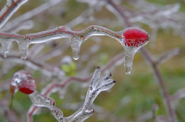 Defrosted hip shrub with fruit. — Stock Photo, Image