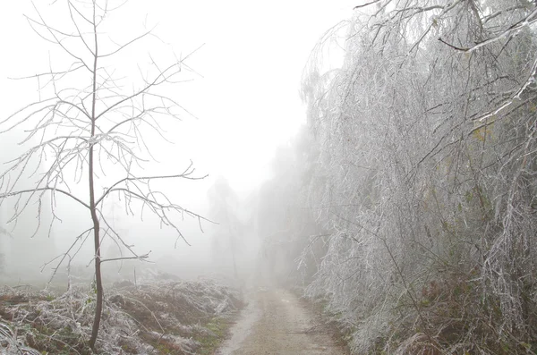 Route avec brouillard et glace noire . — Photo