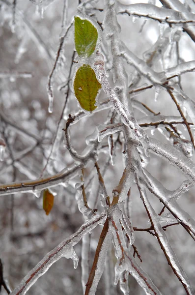 Frosted leaves. — Stock Photo, Image