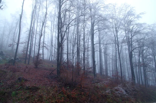 Zugefrorener Wald — Stockfoto