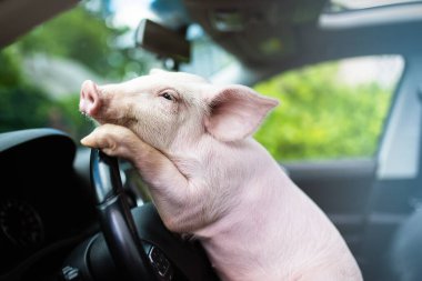 Funny pig hanging its paws on the wheel of a car. Driving pig. clipart