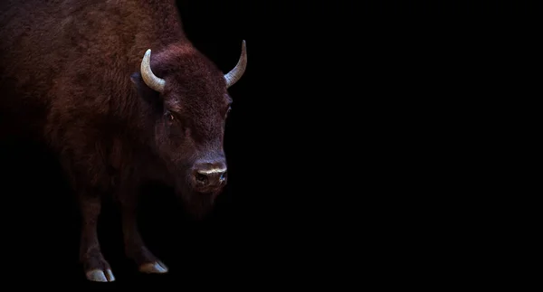 Bull Isolerad Svart Bakgrund — Stockfoto
