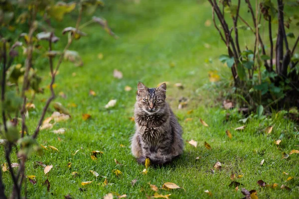 Happy Cat Green Grass Background Autumn Time — Stock Photo, Image