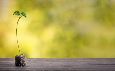 Arka planda çözünmüş yeşil yemyeşil yemyeşil yapraklı ahşap bir masa. Fasulye filizi. Eko kavramı.