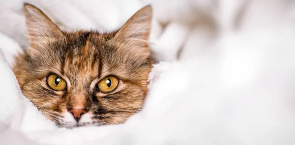 Beyaz Yumuşak Battaniyeye Uzanmış Sevimli Kedi — Stok fotoğraf