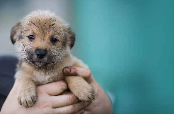 Yavru köpek bir çiftçinin elinde. Hayvanı kurtarın. Evsiz köpek..