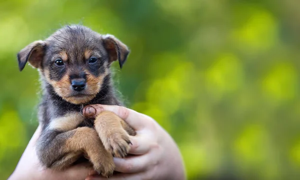 Cachorro Manos Granjero Animal Rescate Perro Sin Hogar —  Fotos de Stock