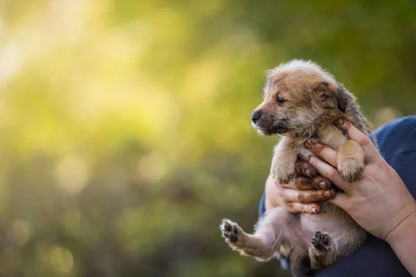 Цуценя Руках Фермера Врятувати Тварин Безпритульний Собака — стокове фото