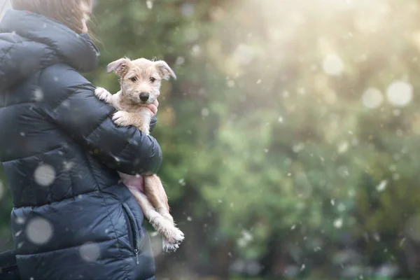 Chiot Sur Fond Avec Bokeh Defocus Rescue Animal Une Image — Photo