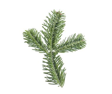 Fir branch isolated on white background. Christmas tree, pine, winter. clipart