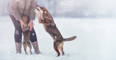 Karlı bir günde kadın ve köpekleri, iki köpek.
