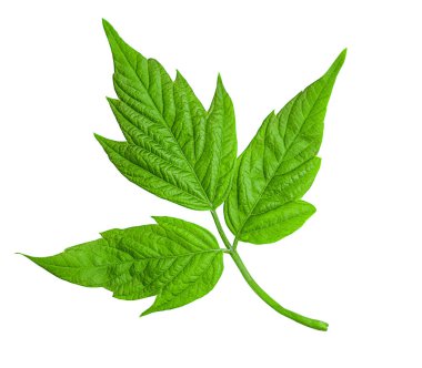 Akçaağaç amerikalı (Acer negundo). Beyaz arkaplanda yeşil yaprak izole edildi