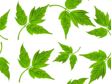 Yeşil yaprağın kusursuz deseni. Akçaağaç amerikalı (Acer negundo) yaprağı beyaz arkaplanda izole