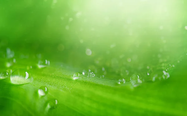 Σταγόνες Από Διάφανο Νερό Βροχής Ένα Πράσινο Φύλλο Μακροεντολή Φυσικό — Φωτογραφία Αρχείου