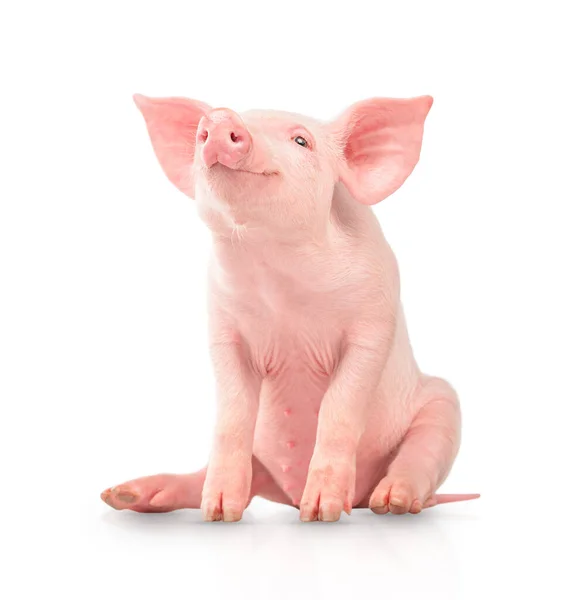 Feliz Cerdo Joven Aislado Sobre Fondo Blanco Animales Divertidos Emociones Imagen De Stock