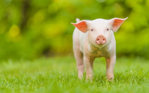 Cerdo Joven Está Parado Sobre Hierba Verde Cerdito Feliz Prado Fotos De Stock Sin Royalties Gratis