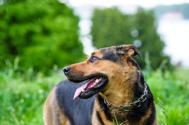 Yeşil çimenlerin üzerinde mutlu köpek