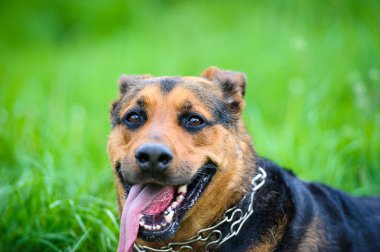 Yeşil çimenlerin üzerinde mutlu köpek