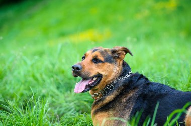 Yeşil çimenlerin üzerinde mutlu köpek