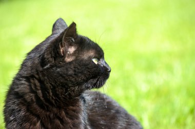 Yeşil çimenlerin üzerinde kara kedi