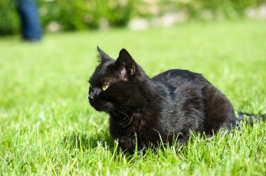 Yeşil çimenlerin üzerinde kara kedi